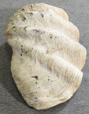 Lot 34 - A large clam shell, Tridacna gigas, half shell,...