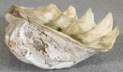 Lot 34 - A large clam shell, Tridacna gigas, half shell,...