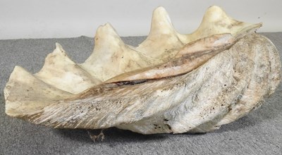 Lot 34 - A large clam shell, Tridacna gigas, half shell,...