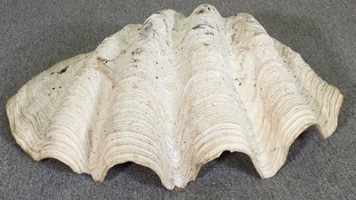 Lot 34 - A large clam shell, Tridacna gigas, half shell,...
