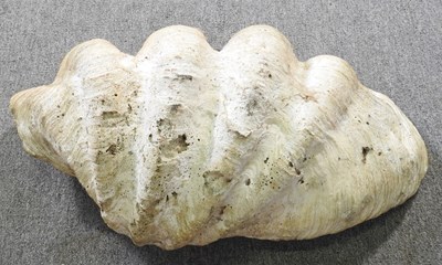Lot 34 - A large clam shell, Tridacna gigas, half shell,...