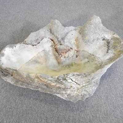 Lot 7 - A large clam shell, Tridacna gigas, half shell,...