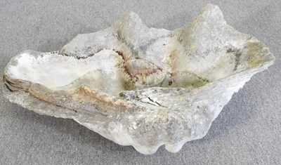Lot 7 - A large clam shell, Tridacna gigas, half shell,...