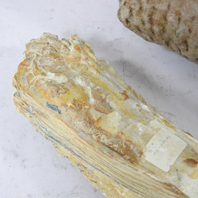 Lot 20 - A large fossil, probably stigmaria, or tree...