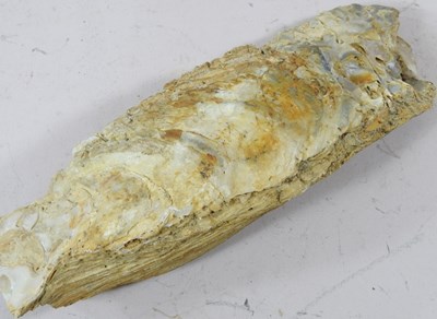 Lot 20 - A large fossil, probably stigmaria, or tree...