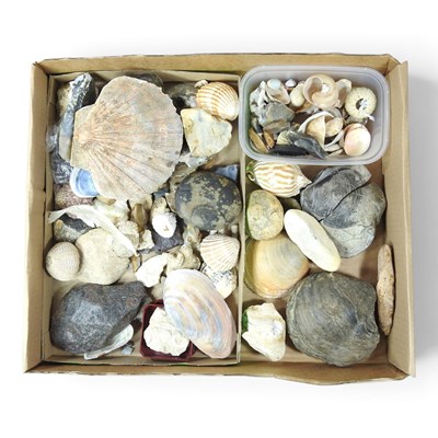 Lot 323 - A collection of fossils, shells and rocks