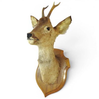 Lot 101 - A taxidermy deer head, mounted on a wooden...