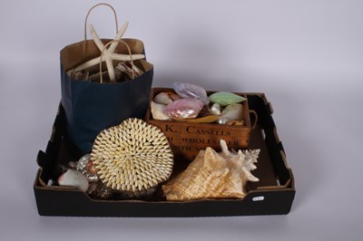 Lot 758 - A collection of mixed seashells, 28x20cm.