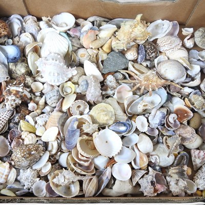 Lot 615 - A collection of seashells